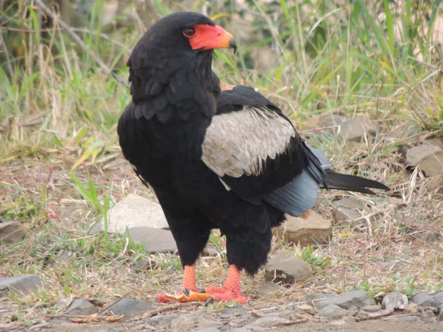 Kruger National Park: Full-Day Game Drive with Pickup - Breakfast stop: fuel, regrouping, and a natural reset
