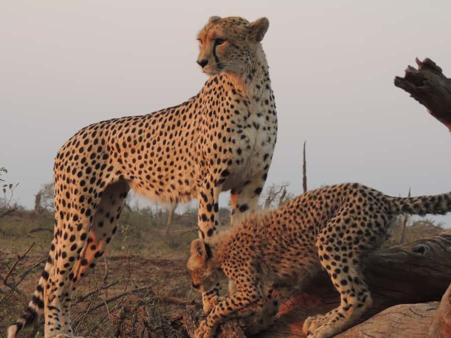 Kruger National Park: Full-Day Game Drive with Pickup - Lunch stop and the afternoon push for cats and surprises