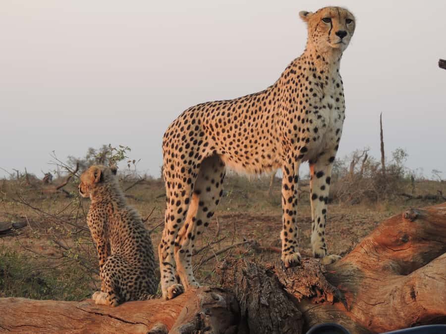 Kruger National Park: Full-Day Game Drive with Pickup - What’s included, what isn’t, and the real value of $109