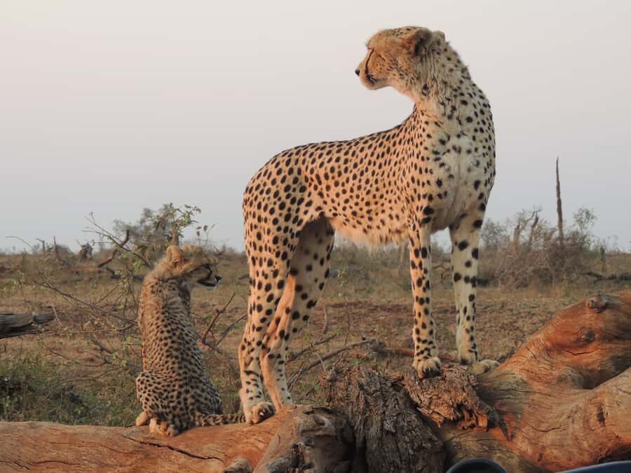 Kruger National Park: Full-Day Game Drive with Pickup - Practical tips that make a difference on safari morning