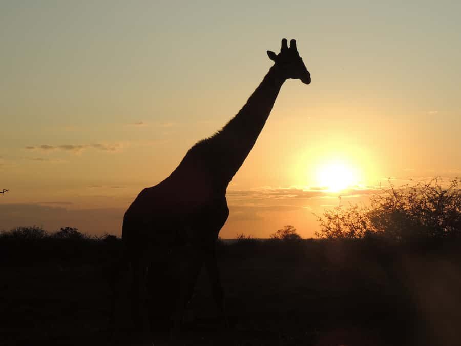 Kruger National Park: Full-Day Game Drive with Pickup - Open 4x4 spotting: what it’s like when wildlife pops up
