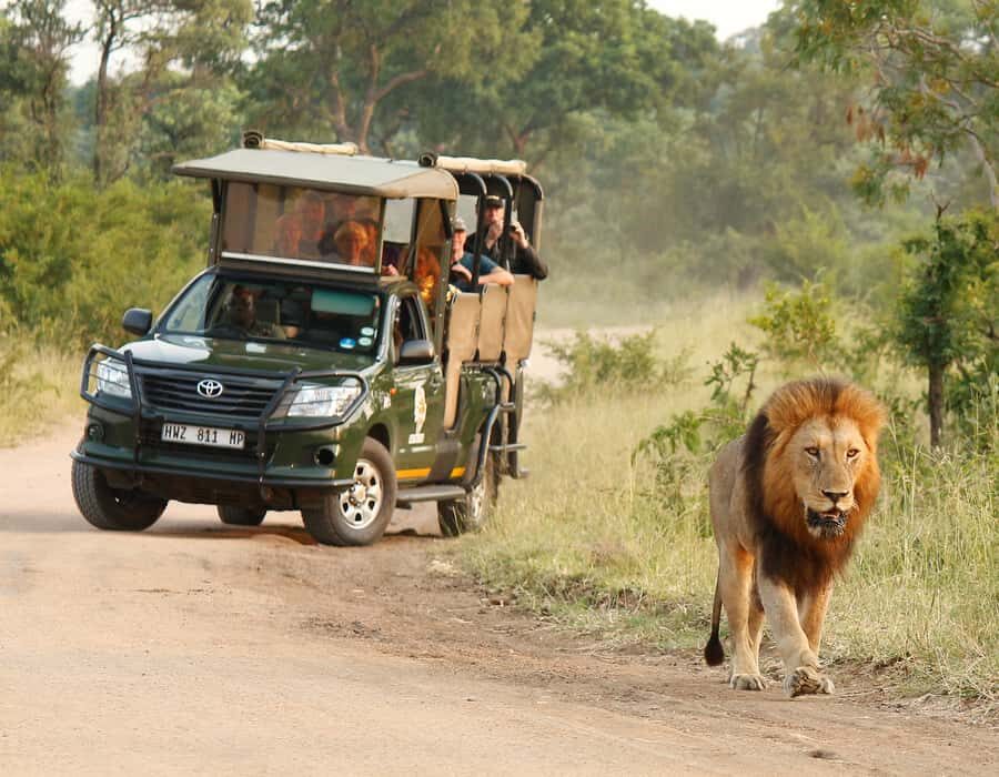 Kruger National Park: Full-Day Private Safari With Pickup - The 10-hour rhythm that boosts your odds: mornings beat heat