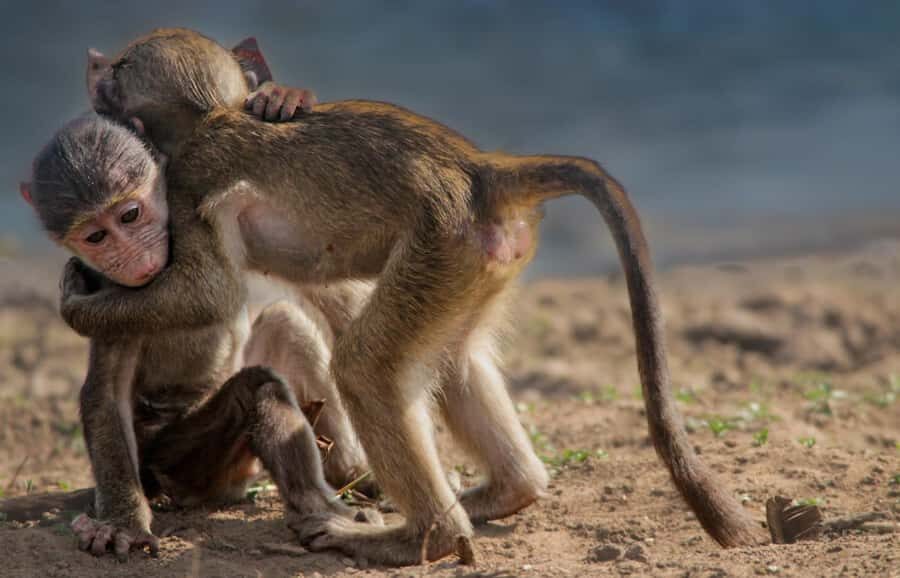 Kruger National Park Full-Day Safari - Should You Book This Kruger Full-Day Safari With GAP Tours & Transfers?