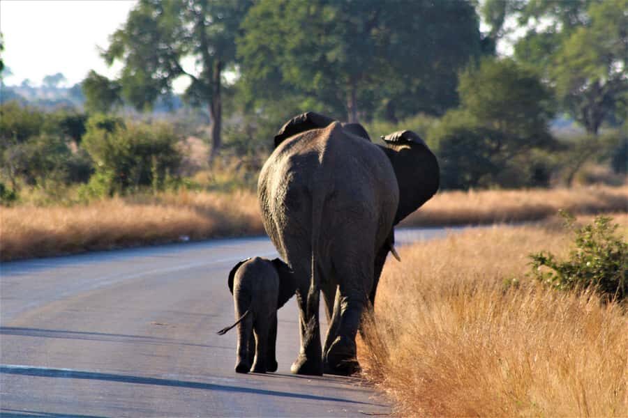 Kruger National Park Full-Day Safari - Heading Into Kruger From Hazyview: The Morning That Matters