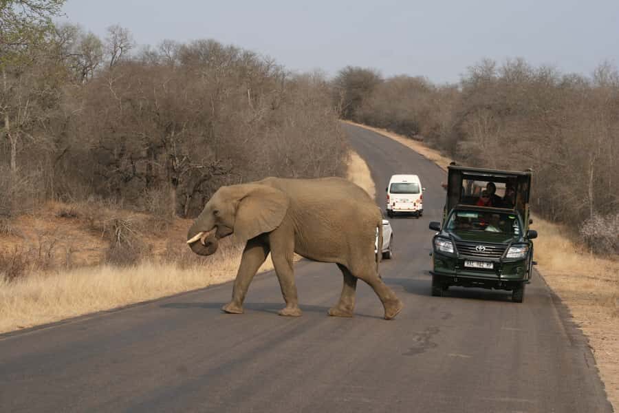 Kruger National Park Full-Day Safari - The Guide Makes (or Breaks) the Drive: Big Five Focus and Real Spotting Power