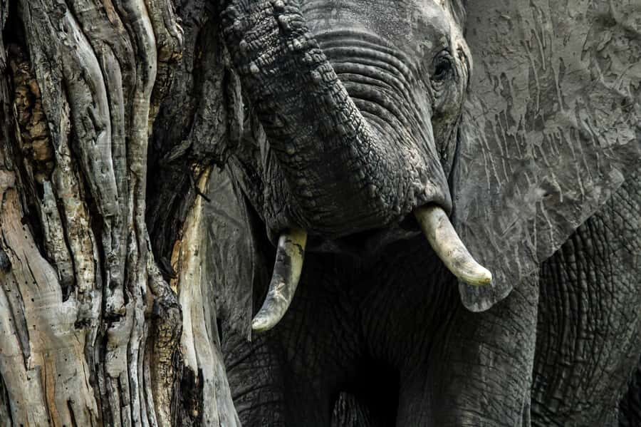 Kruger National Park Full-Day Safari - Listening to the Bush: Sounds, Birds, and the Birds You Actually Learn