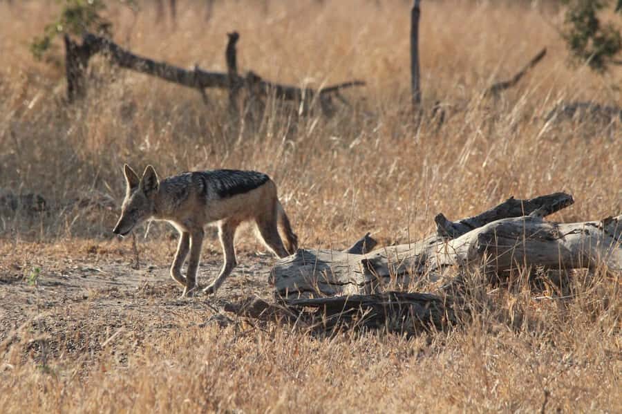 Kruger National Park Full-Day Safari - Kruger Is Also Human: Bushman Rock Paintings and Archaeology Stops