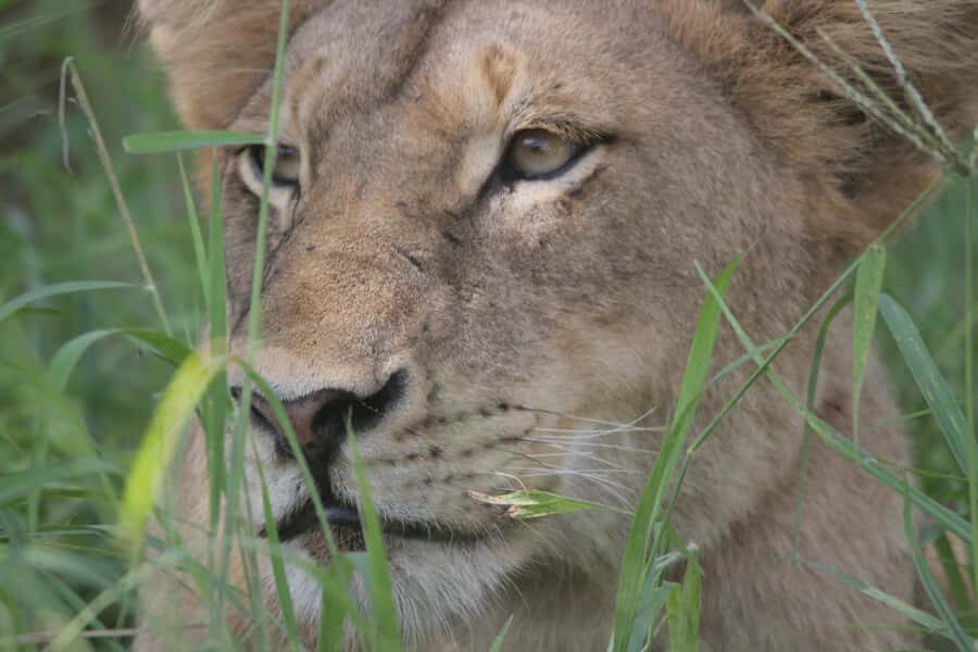 Kruger National Park Full-Day Safari - What You Get for $130: Transfers and Water, But Not Everything