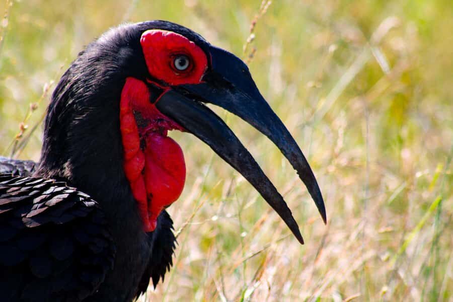 Kruger National Park Full-Day Safari - A 10-Hour Day Plan: How the Time Usually Feels