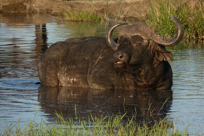 Kruger National Park Full-Day Safari from Hazyview - Game Drive Rhythm Inside Kruger National Park