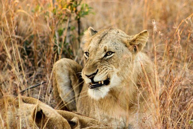 Kruger National Park Full-Day Safari from Hazyview - Value Check: Is This One-Day Kruger Worth It?