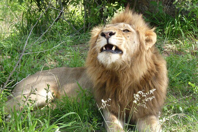 Kruger National Park Full-Day Safari from Hazyview - Skukuza Breaks: Breakfast and Lunch Between Drives