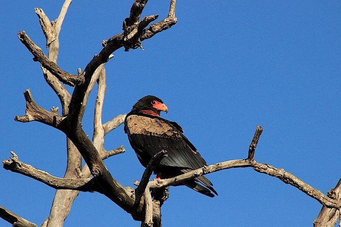 Kruger National Park Full Day Safari Tour - Dawn Entry at Kruger: Why the First Hours Matter
