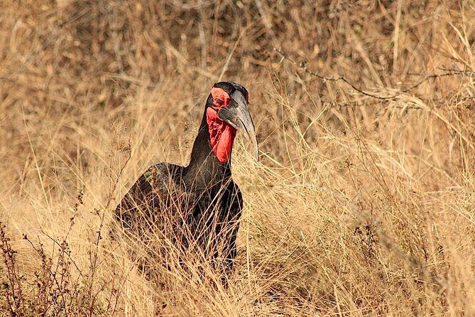 Kruger National Park Full Day Safari Tour - Open Safari Vehicle Tips: How to Get Better Photos and Spots