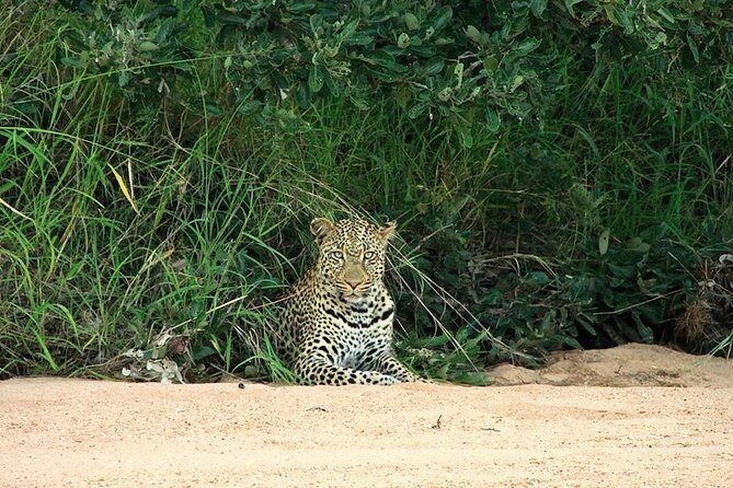 Kruger National Park Full Day Safari Tour - The Guide Moment: Commentary That Turns Sightings Into Meaning
