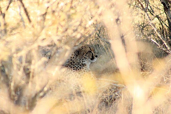 Kruger National Park Full Day Safari Tour - What You Get Included (and What You Pay Separately)