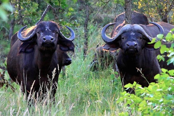 Kruger National Park Full Day Safari Tour - Your Booking Reality: Private Tour, Minimum Numbers