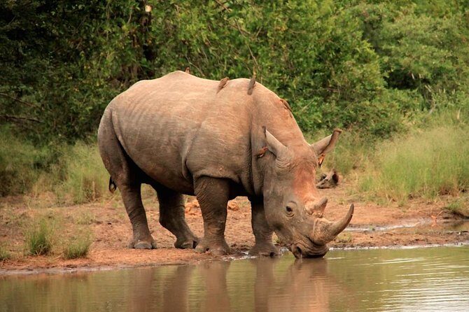 Kruger National Park Full Day Safari Tour - The Breakfast Camp Stop (8h30 to 9h15): Fuel and a Reset