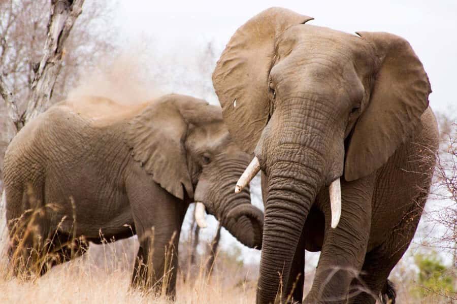 Kruger National Park Full-Day Safari - Open Safari Jeep vs Air-Conditioned Vehicle: Choose Your Comfort Style