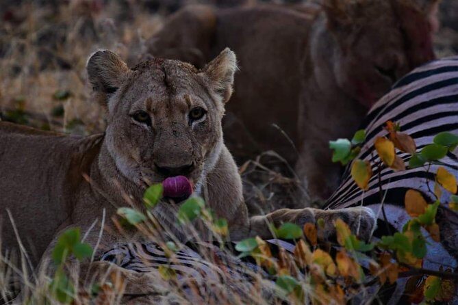 Kruger National Park Full Day Tour Minimum 2people - Kruger From Hazyview: The 5:00am Start That Pays Off