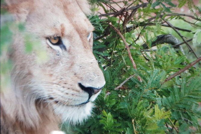 Kruger National Park Full Day Tour Minimum 2people - Meals, Breaks, and the Water Question on Safari