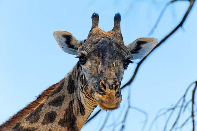 Kruger National Park Full Day Tour Minimum 2people - Guide Quality: Selby, Edwin, and Bradley (and Why It Matters)