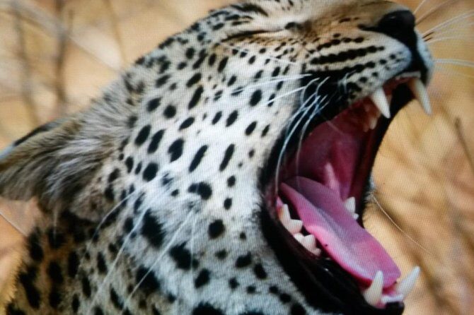 Kruger National Park Full Day Tour Minimum 2people - Vehicle and Viewing Tips for Big Sightlines