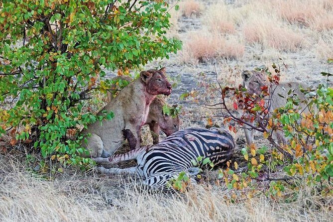 Kruger National Park Full Day Tour Minimum 2people - Who This Tour Fits Best (And Who Might Think Twice)