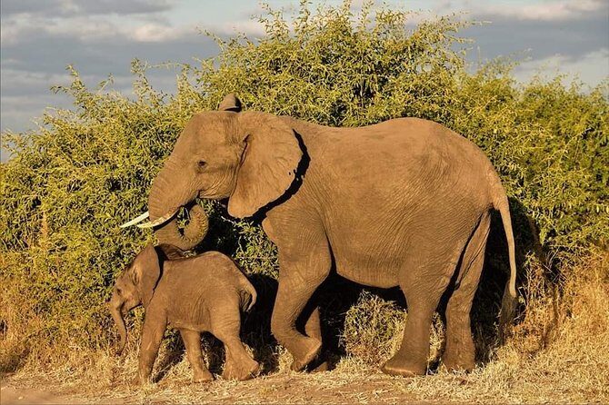 Kruger National Park Full Day Tour Minimum 2people - Inside Kruger for Big Five Chances: How That 8-Hour Block Feels
