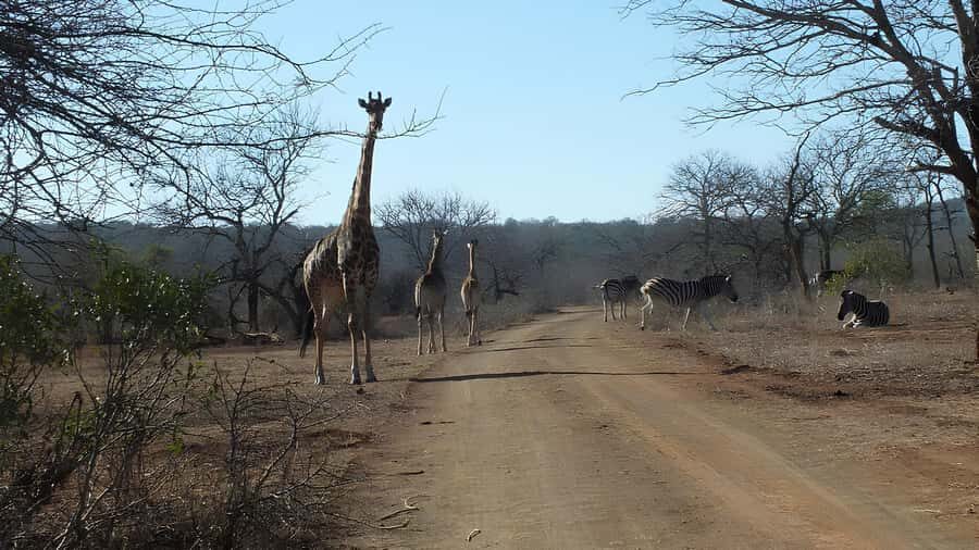 Kruger National Park Game Drive (Half-Day PM) - What You’ll Actually Do During a Half-Day PM Session