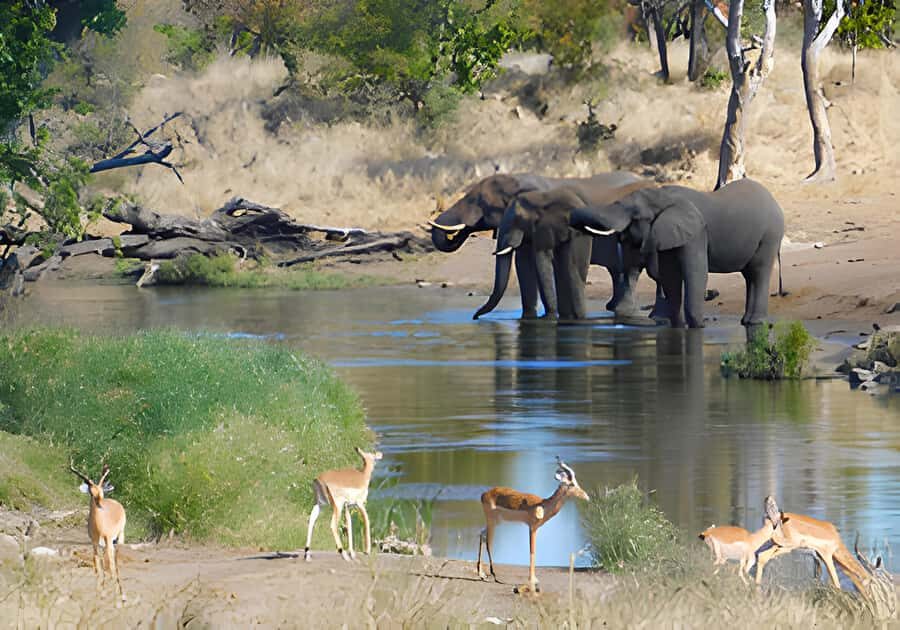 Kruger National Park Game Drive (Half-Day PM) - Who Should Book This Kruger Half-Day PM Drive?