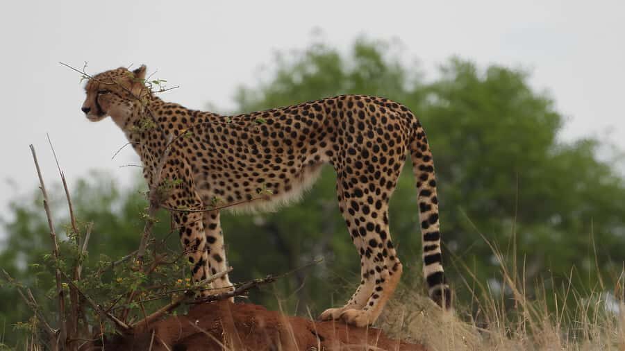 Kruger National Park Game Drive (Half-Day PM) - Big Five Chances, Guided Like a Skill, Not a Lottery