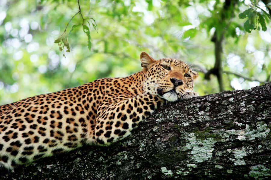 Kruger National Park half day - Morning Start at Phabeni Gate: Why the timing matters