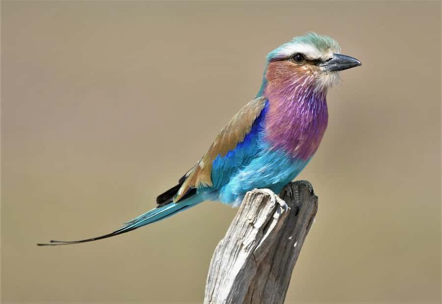 Kruger National Park half day - Mid-morning breakfast: a needed reset, but plan your budget
