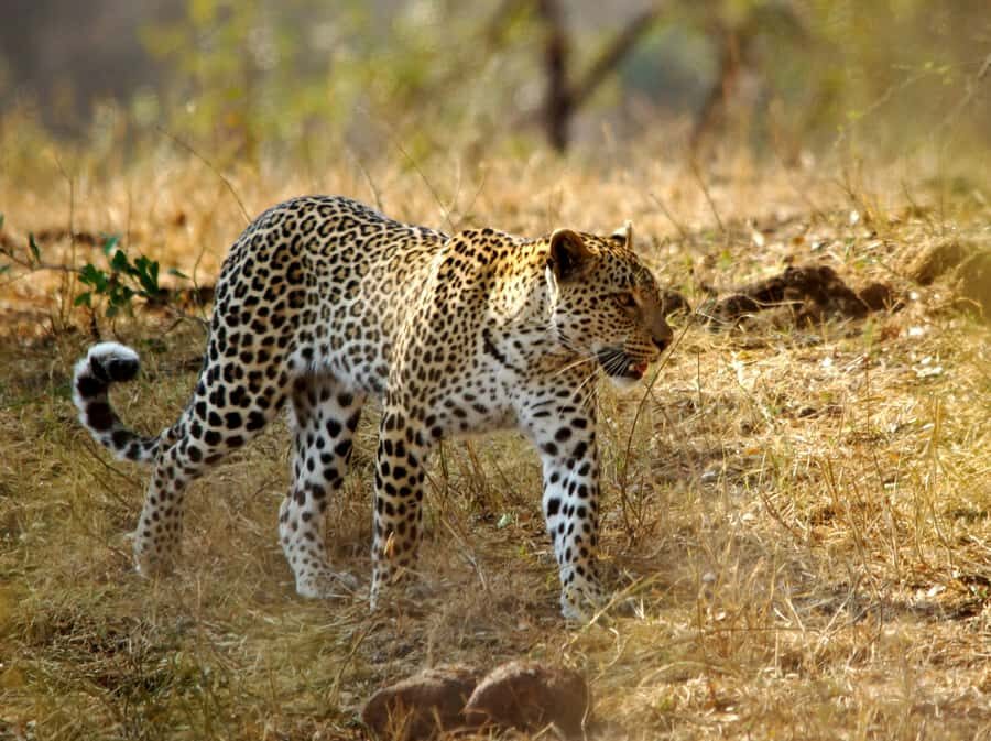 Kruger National Park half day - Lunch at the rest camp: eat when you can, then chase the rarer stuff