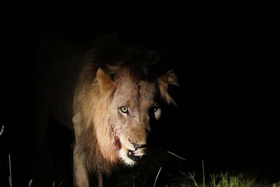Kruger National Park half day - The off-the-beaten-path advantage (and what to manage in your expectations)