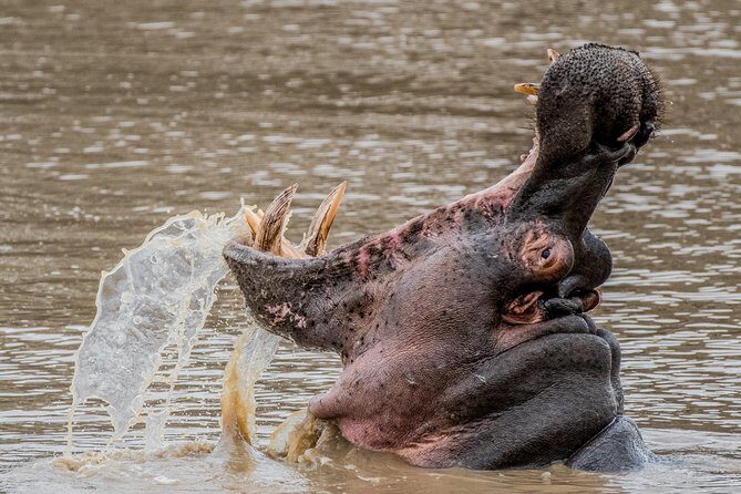Kruger National Park l Private Afternoon Safari from Hazyview - Why an afternoon safari in Kruger works for waterhole spotting