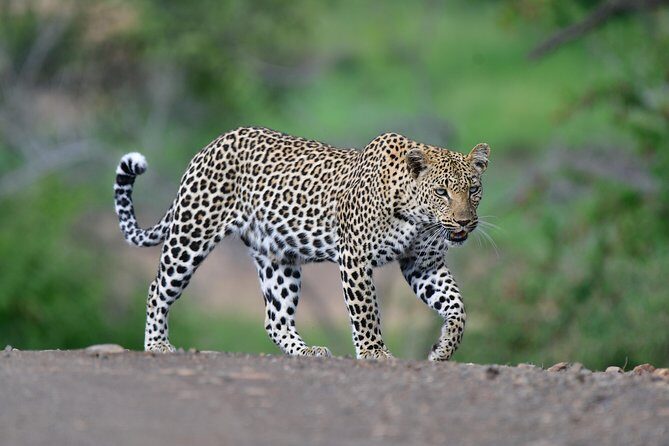 Kruger National Park l Private Afternoon Safari from Hazyview - Private vehicle from Hazyview: the real value of a group of up to 10