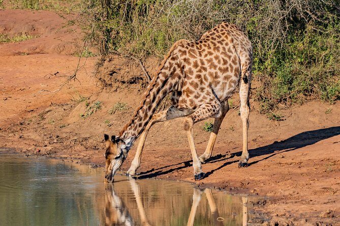 Kruger National Park l Private Afternoon Safari from Hazyview - Skukuza comfort stop: where a quick break helps your whole game drive