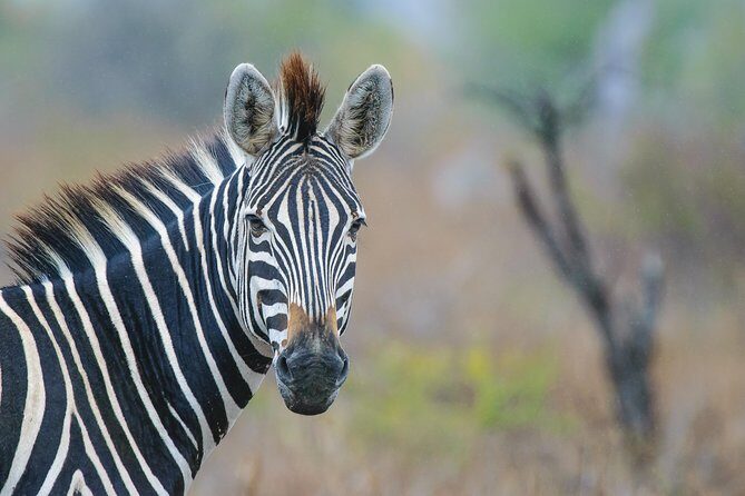 Kruger National Park l Private Afternoon Safari from Hazyview - The game drive approach: how a guide finds animals on a tough day