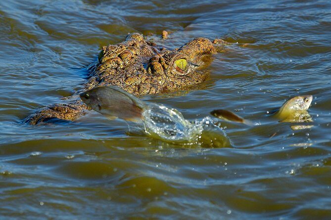Kruger National Park l Private Afternoon Safari from Hazyview - Timing and duration: planning your afternoon so you don’t feel rushed