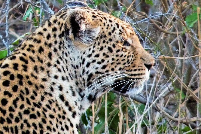 Kruger National Park Morning Game Drive from Hazyview - Key highlights at a glance