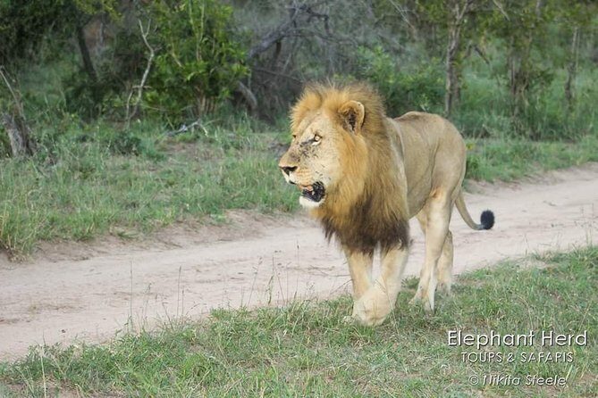 Kruger National Park Morning Game Drive from Hazyview - Hazyview Pickup at 5:00 am: Why the timing is everything