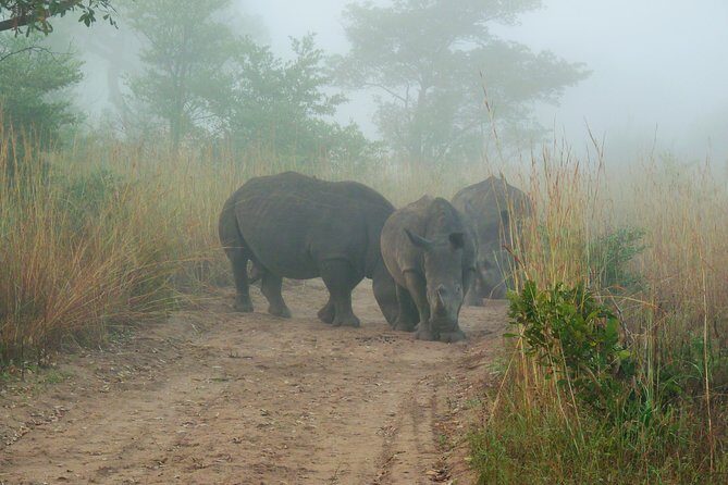 Kruger National Park Morning Game Drive from Hazyview - Skukuza breakfast around 08h30–09h15