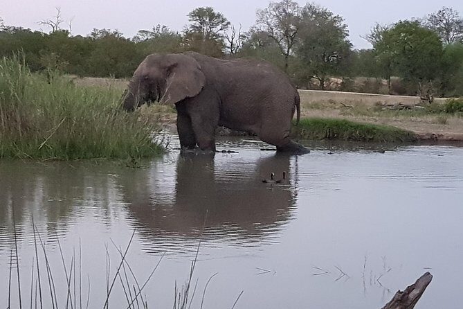 Kruger National Park Morning Game Drive from Hazyview - Guide quality and Big Five tracking: what you’re really paying for