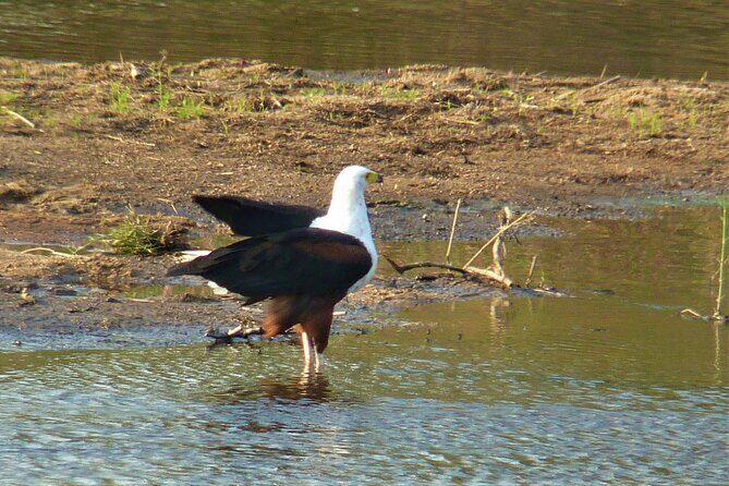 Kruger National Park Morning Game Drive from Hazyview - Price and what’s included: making the $106.96 feel fair