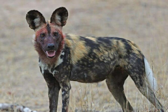 Kruger National Park Morning Game Drive from Hazyview - Open safari vehicle viewing from 05h30 to 08h30