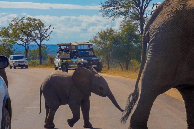 Kruger National Park Morning Safari 2 people minimum - Big Five chances: what you can expect (and what you can’t control)