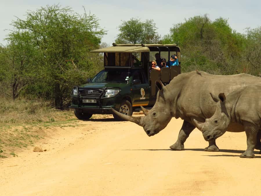 Kruger National Park: Morning Safari - Why a Kruger morning safari feels like the right time