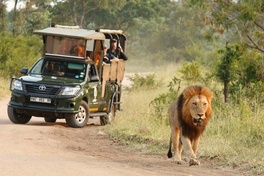 Kruger National Park: Morning Safari - The 200 km road plan: why it’s better than random driving